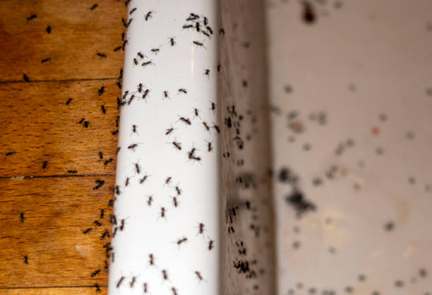Best Affordable Pest Control Services  in Piru, CA